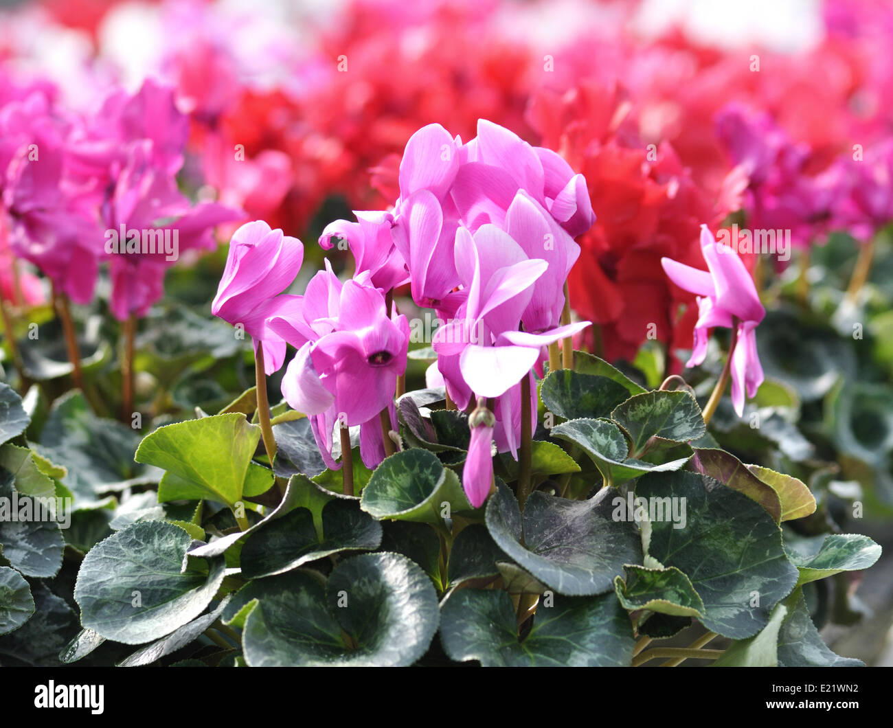 100 Graines De Fleurs De Cyclamen Rose - Paquet Facile à Cultiver Pour Jardin Et Intérieur