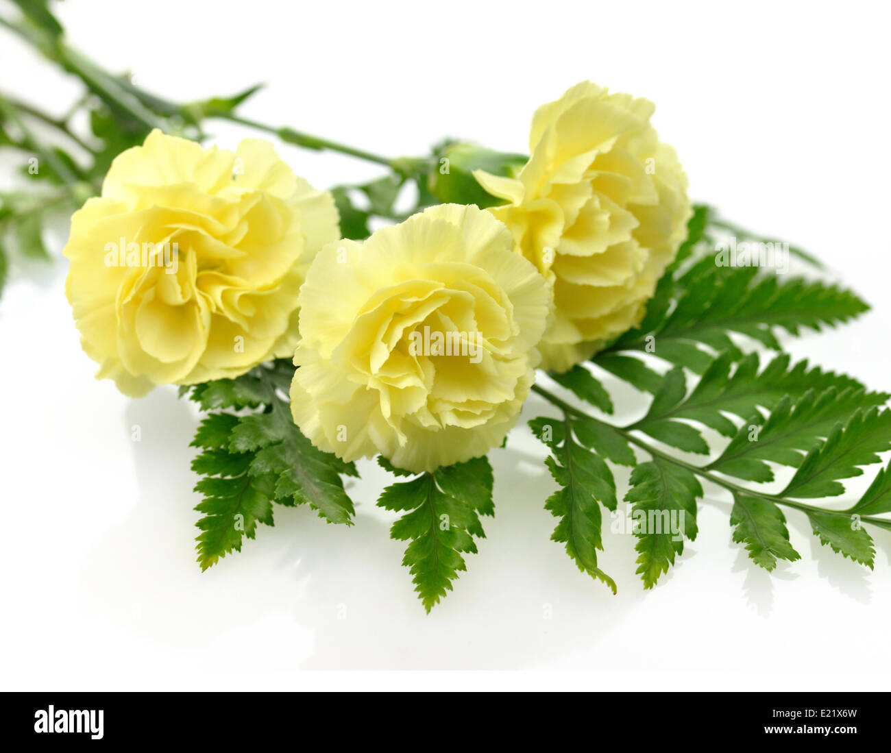 Fleurs d'oeillet jaune Photo Stock - Alamy