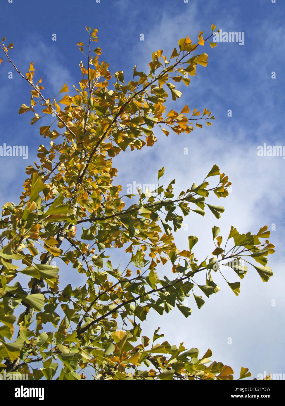 Le ginkgo (ginkgo biloba) Banque D'Images
