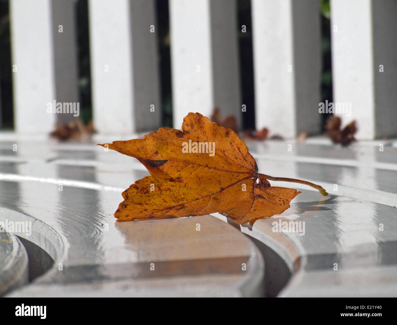 feuille d’automne Banque D'Images