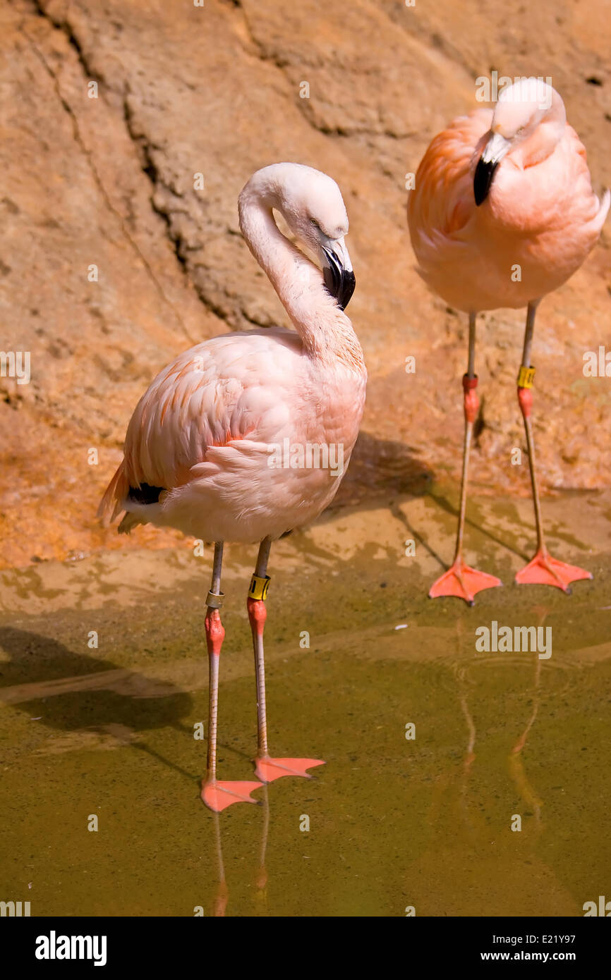 Flamingo dans l'eau Banque D'Images
