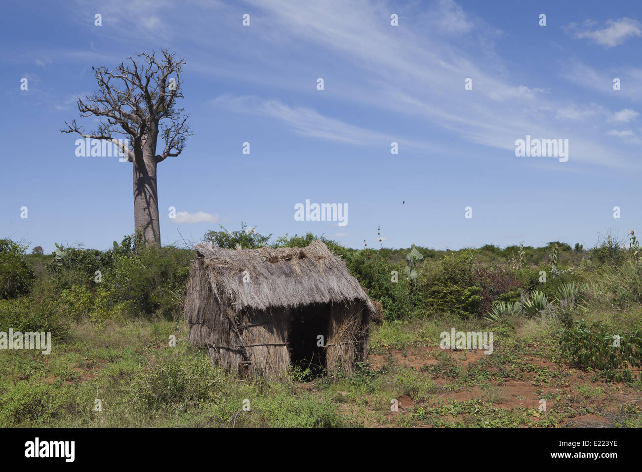 Baobab et d' abris, Madagascar Banque D'Images