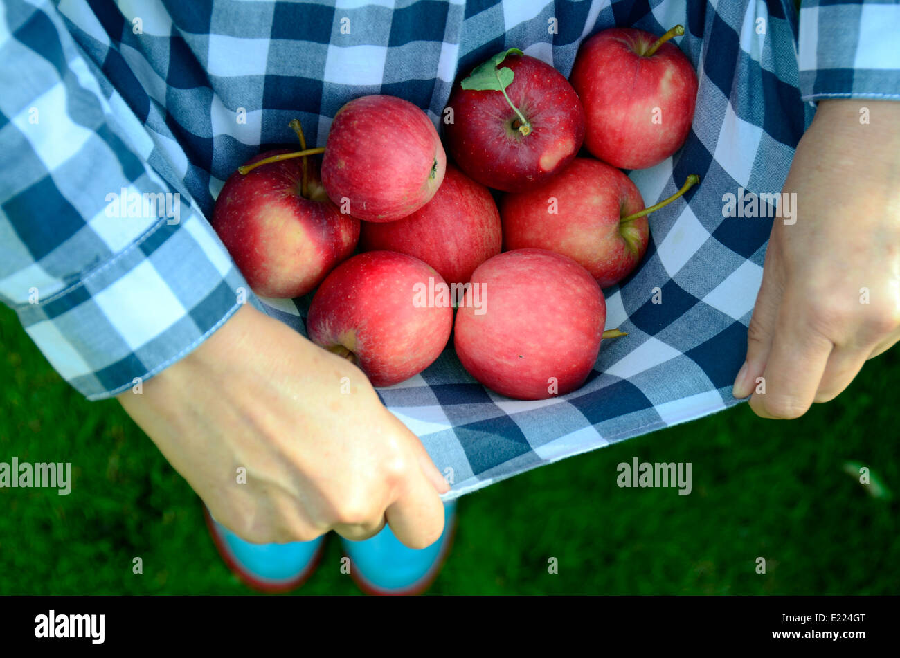 Femme portant des pommes rouges en Allemagne Brandebourg tablier Banque D'Images