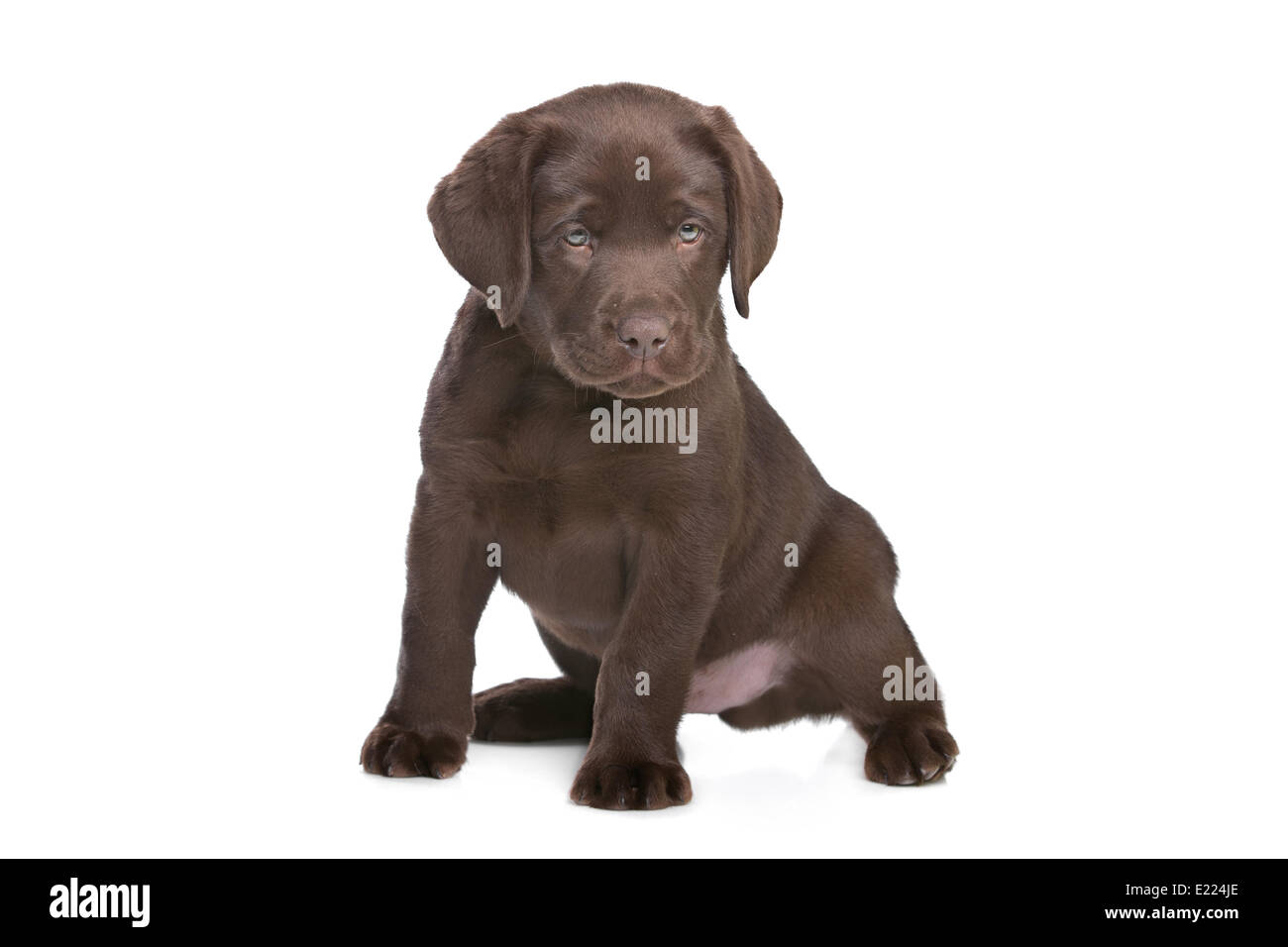 Chiot labrador chocolat Banque D'Images