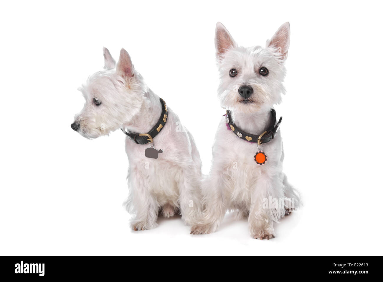 West Highland White Terrier Banque D'Images