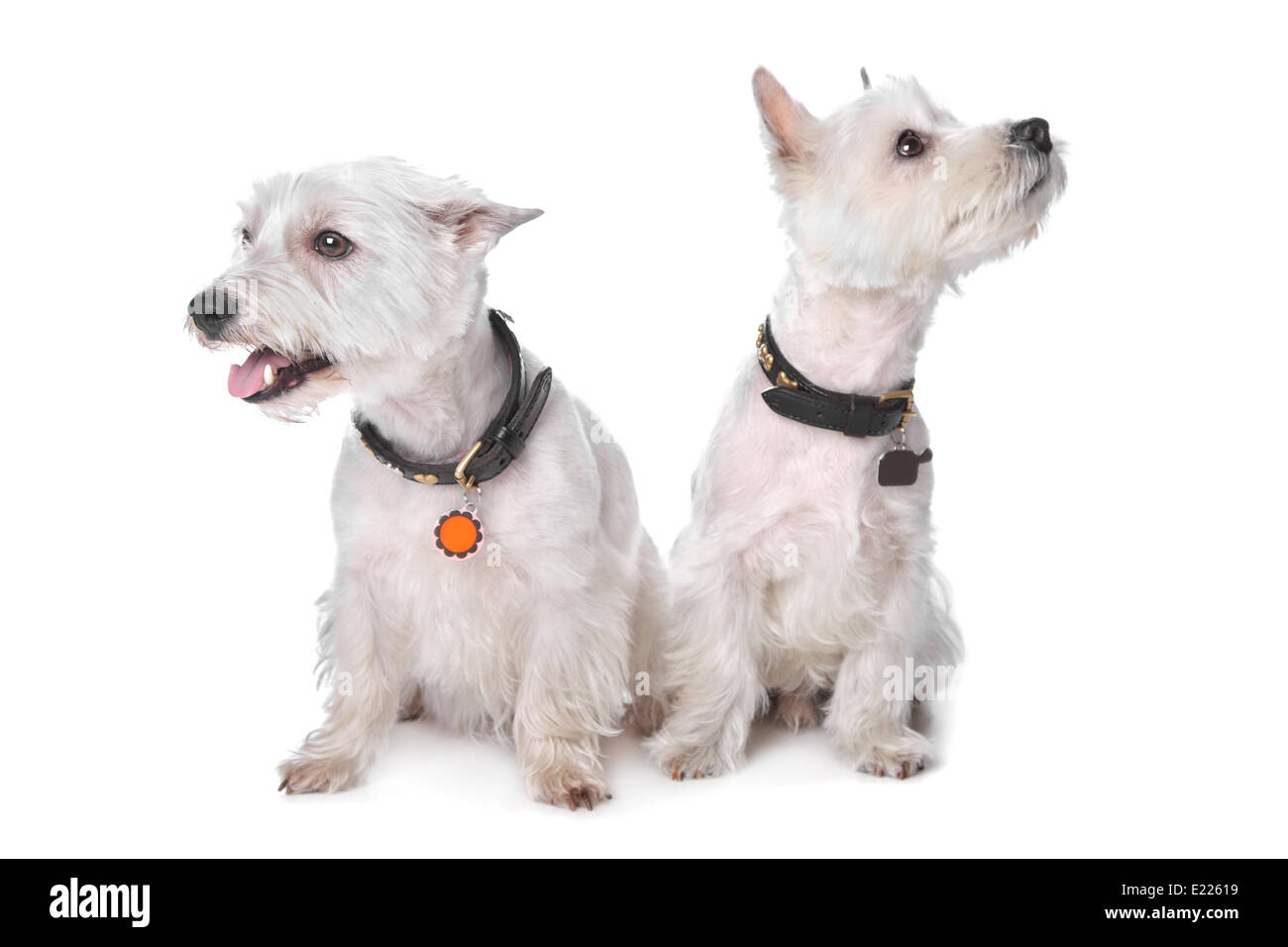 West Highland White Terrier Banque D'Images