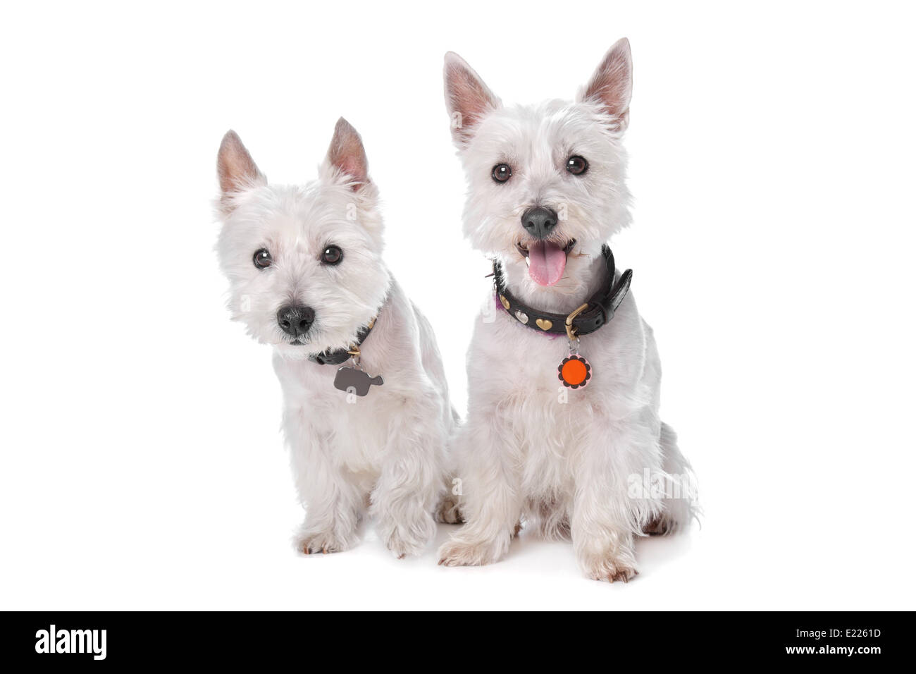 West Highland White Terrier Banque D'Images