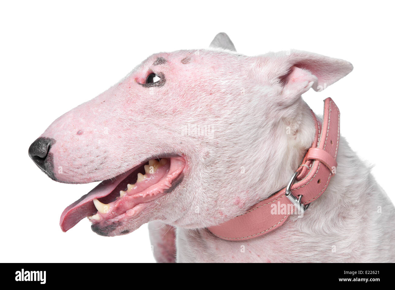Vetrofanie per Negozi - Animali - Adesivo Cane Auto - Bull Terrier on Board