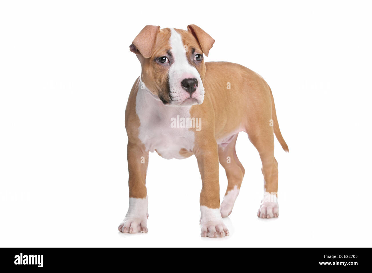 American Staffordshire Terrier puppy Banque D'Images