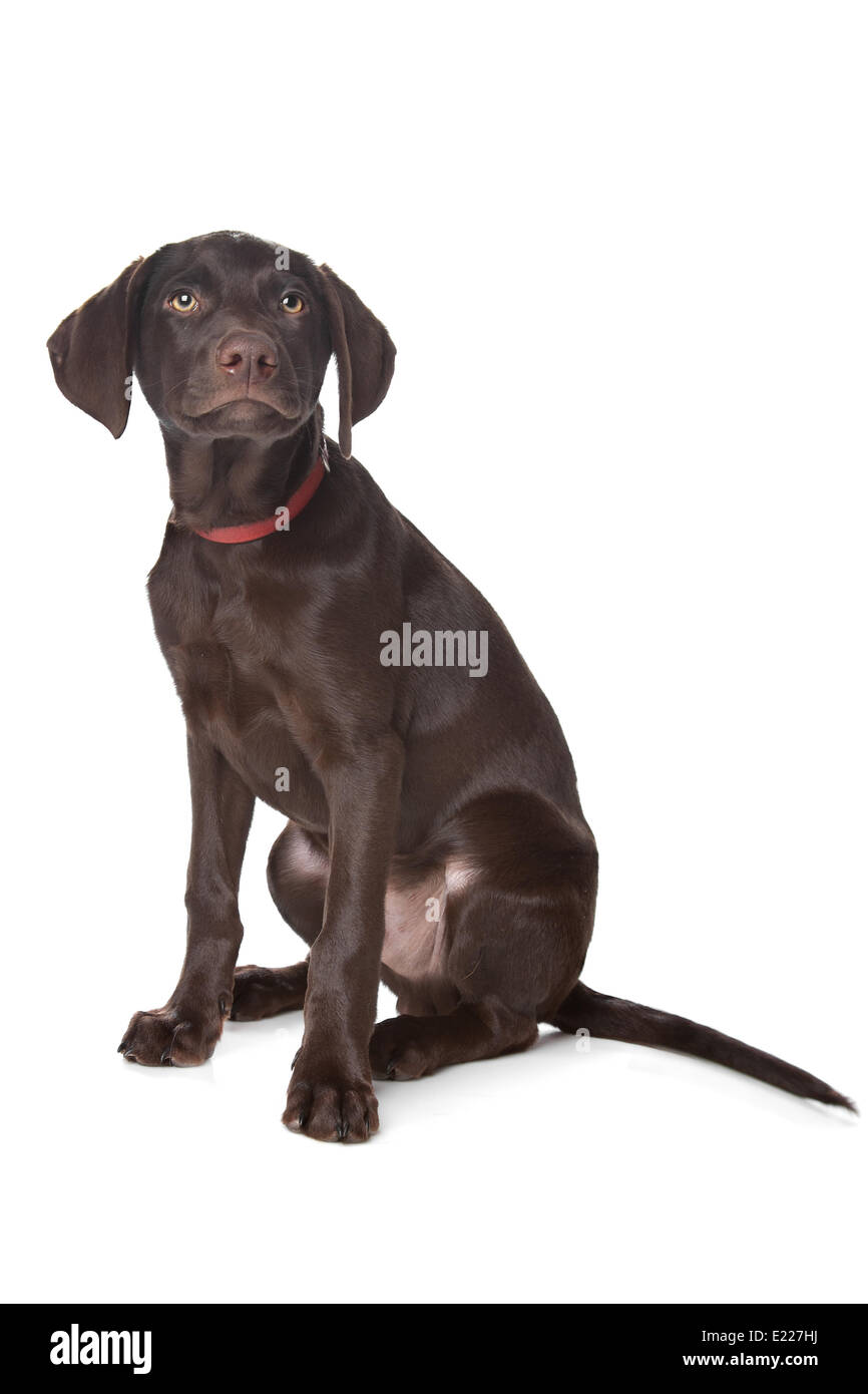 Chiot labrador Chocolat Banque D'Images