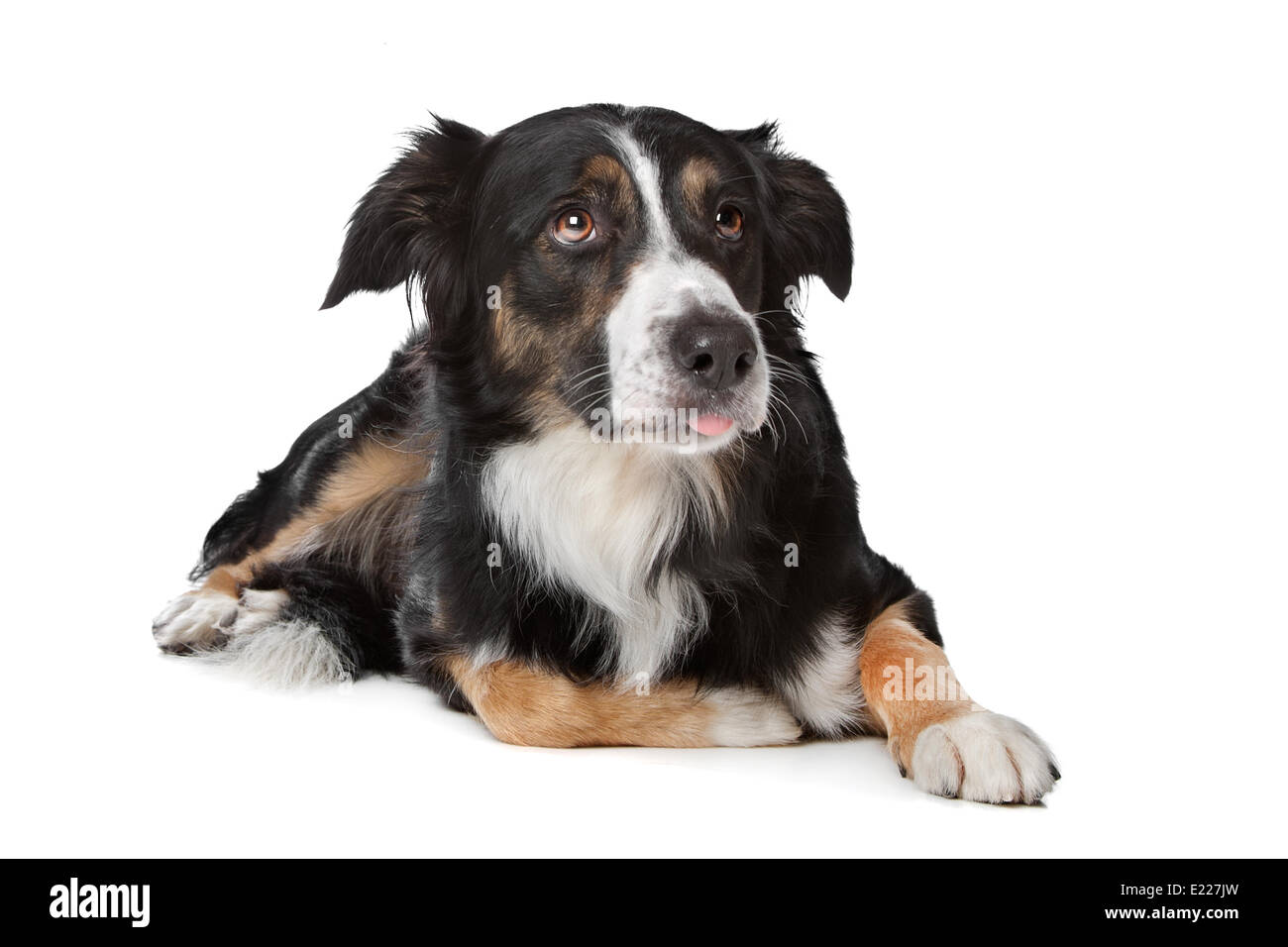 Chien de berger border collie Banque D'Images