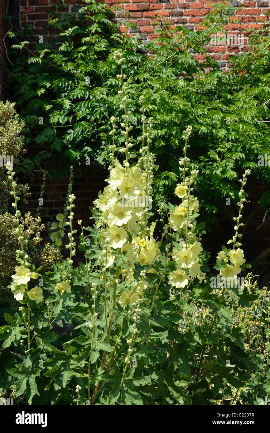 Bordures de feuilles jaunes Banque de photographies et d’images à haute