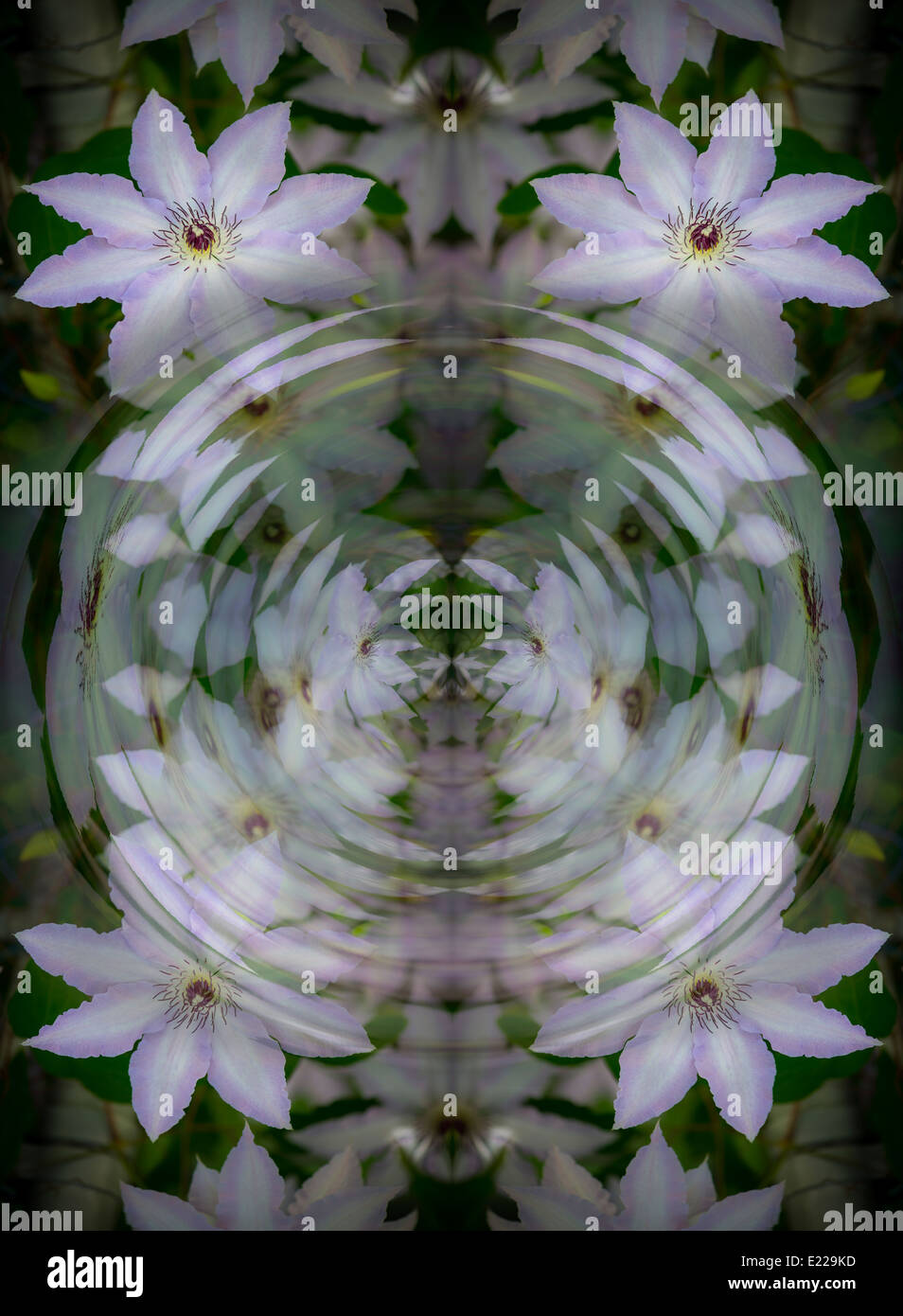 Floral géométrique abstraite d'ondulation Banque D'Images