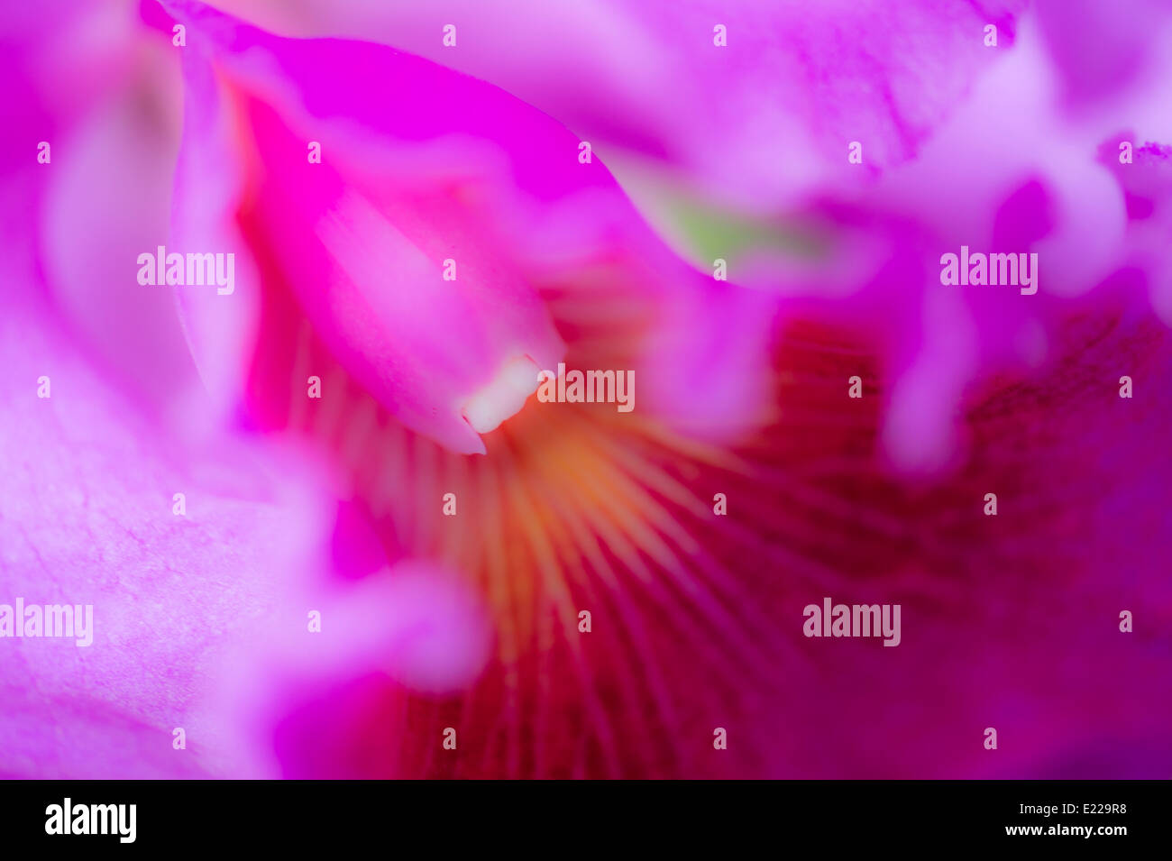 Orchidée Fleur Close Up Detail Banque D'Images