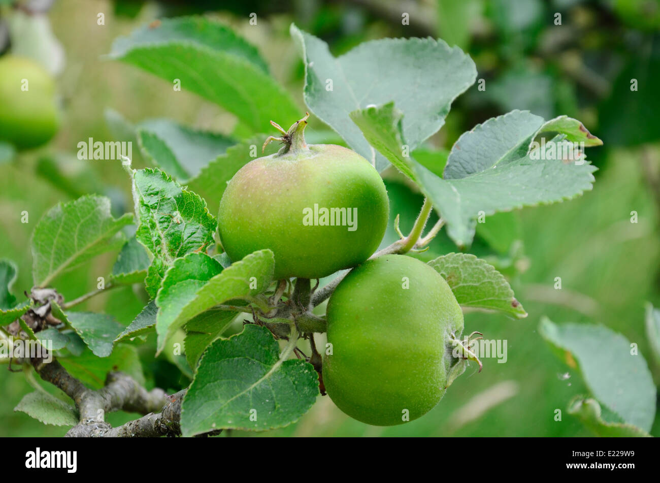 Deux pommes growing on tree Banque D'Images