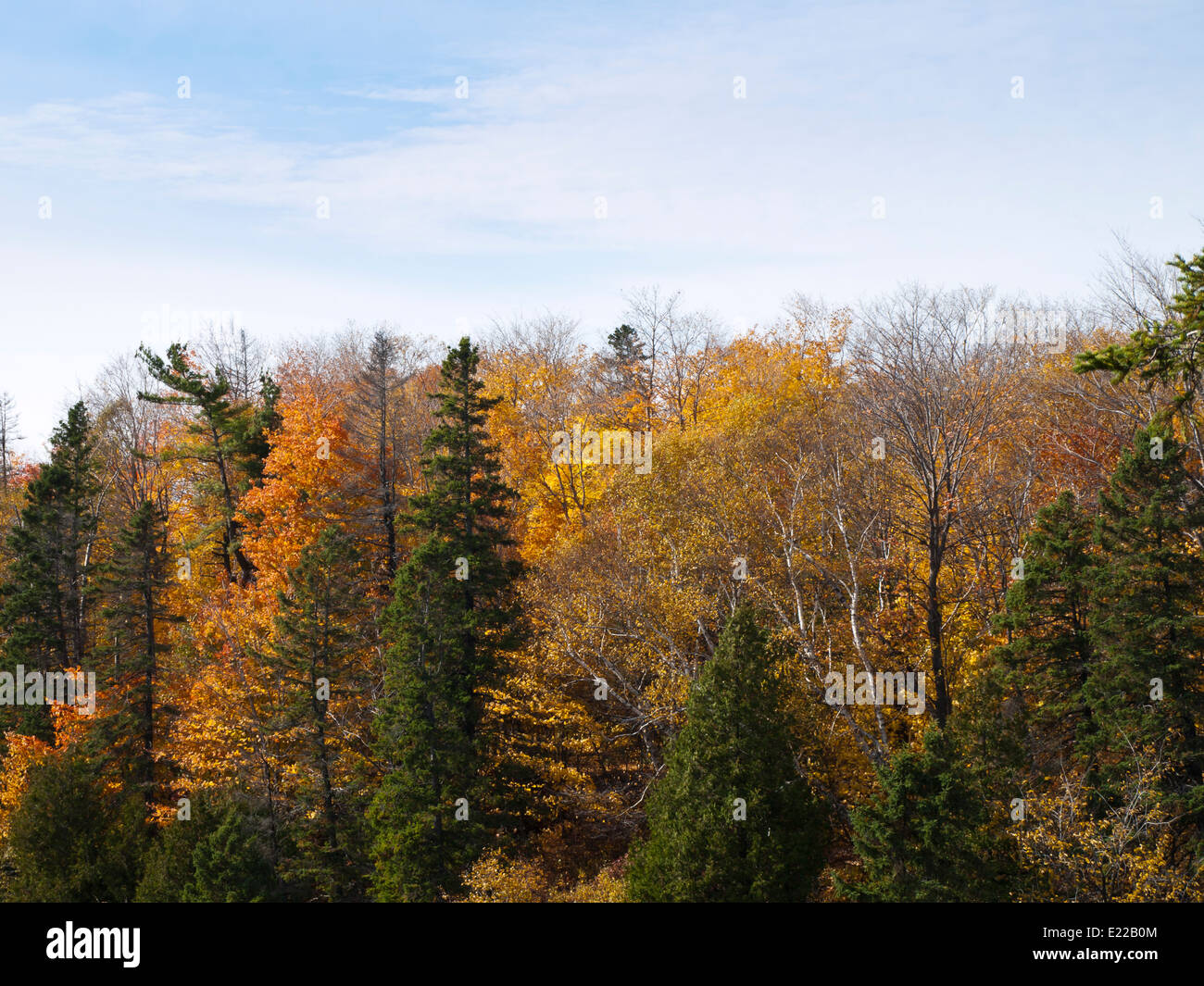 Une promenade dans le parc qui entoure les chutes Montmorency à la périphérie de la ville de Québec donne l'opportunité de profiter des couleurs de l'automne Banque D'Images