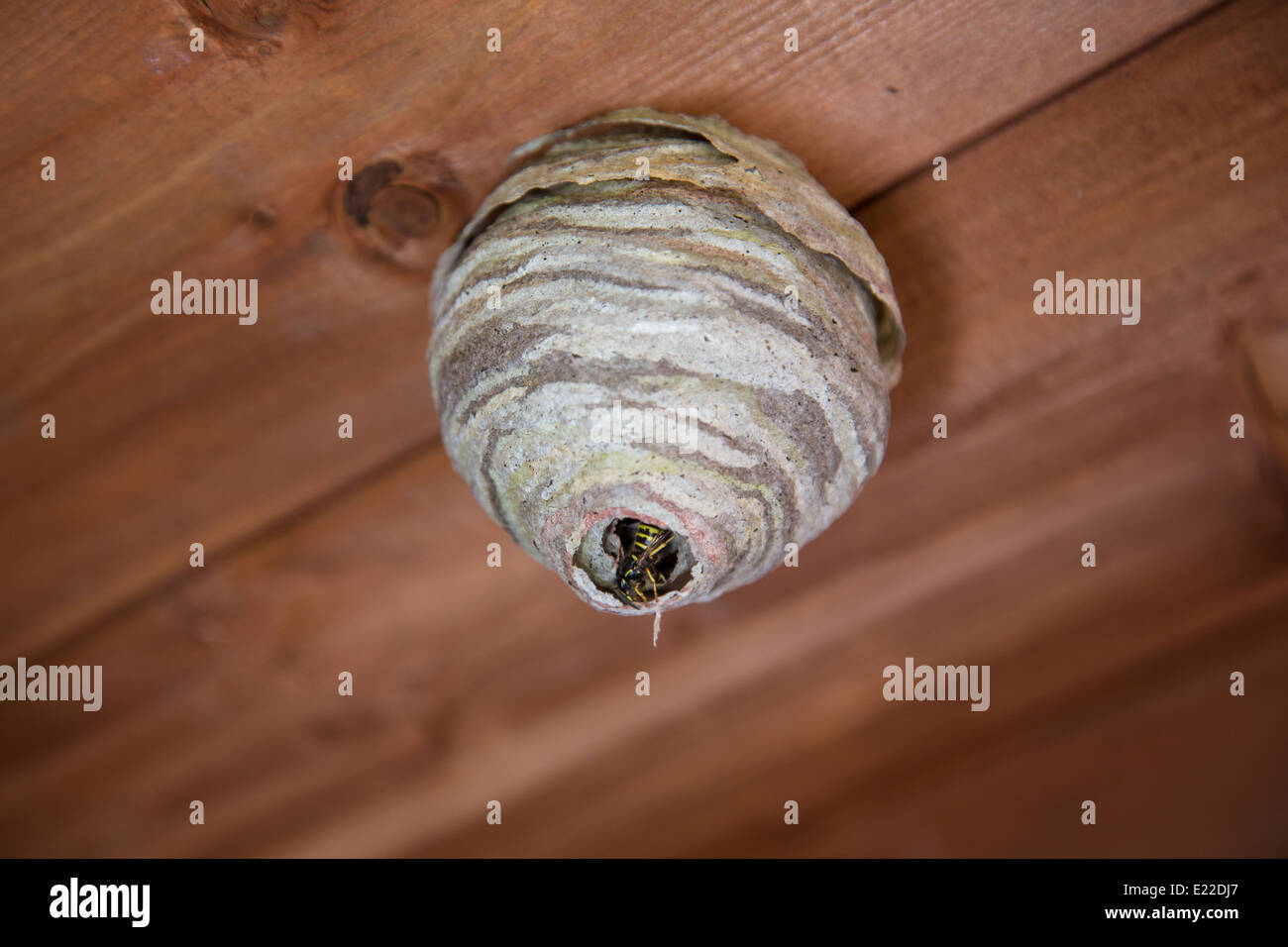 Le nid de guêpe qui pendait au plafond de bois, avec la sortie de Wasp  Photo Stock - Alamy