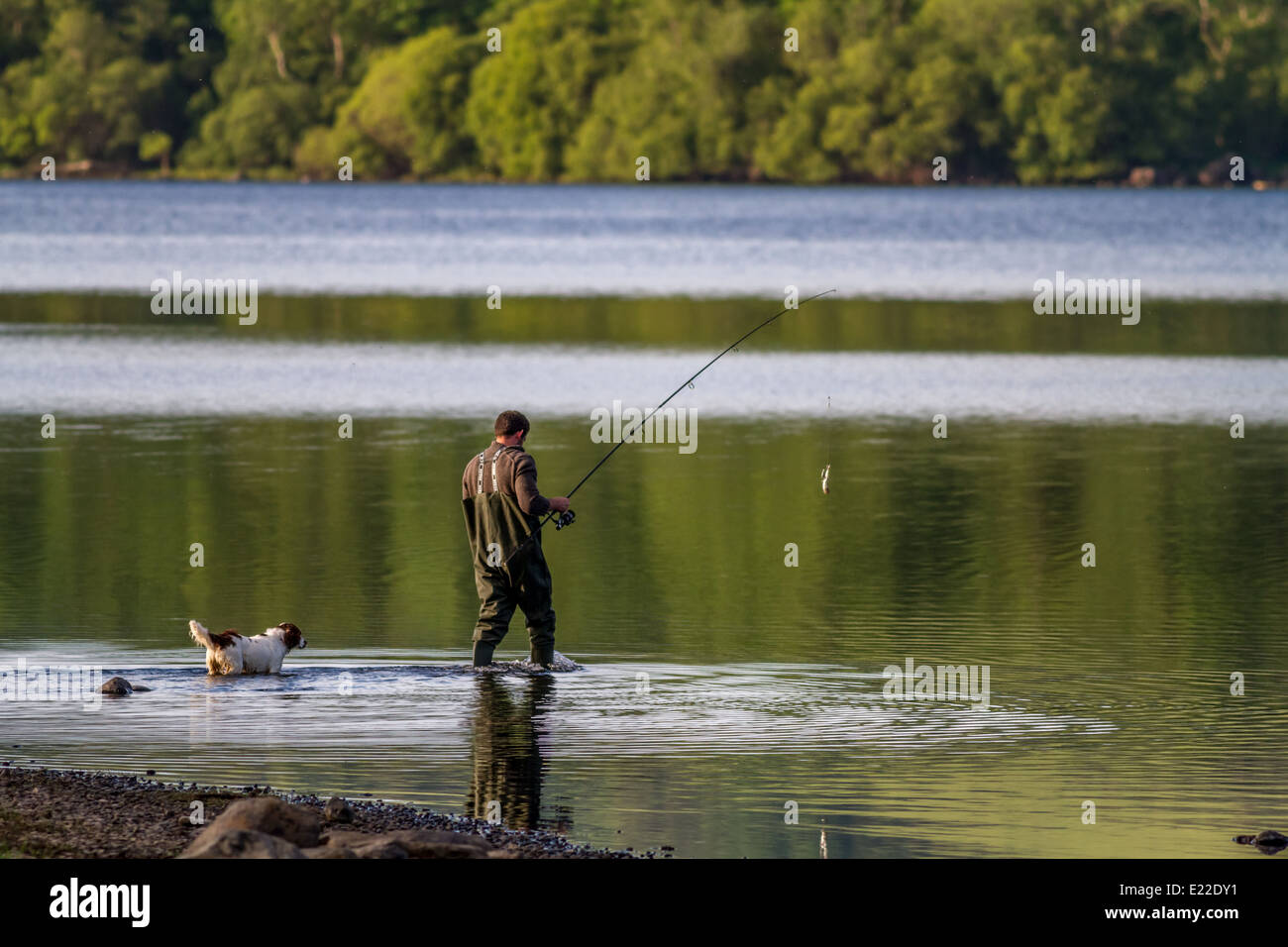 La pêche à la mouche sur le lac Bassenthwaite, Lake District Banque D'Images