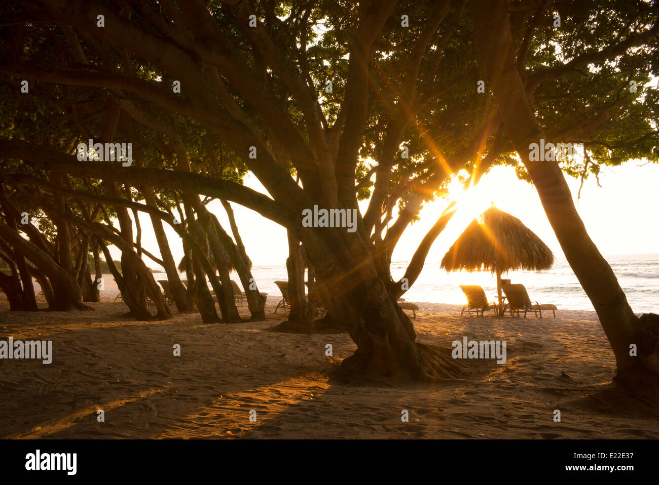 Sunburst à travers des arbres avec des chaises longues et des parasols sur la plage. Punta Mita, Mexique Banque D'Images