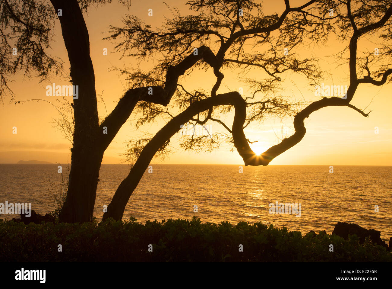 Arbre avec branches et le coucher du soleil. Maui, Hawaii. Banque D'Images