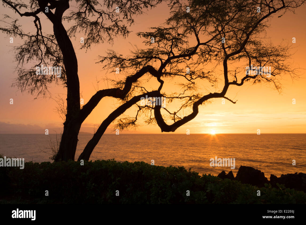 Arbre avec branches et le coucher du soleil. Maui, Hawaii. Banque D'Images