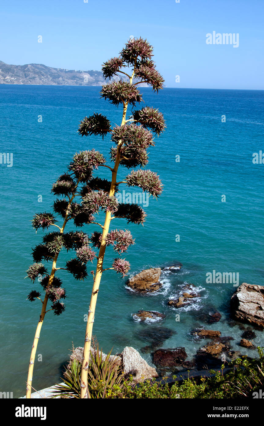 Nerja ( ) Ville de plage Mer Méditerranée Espagne Banque D'Images