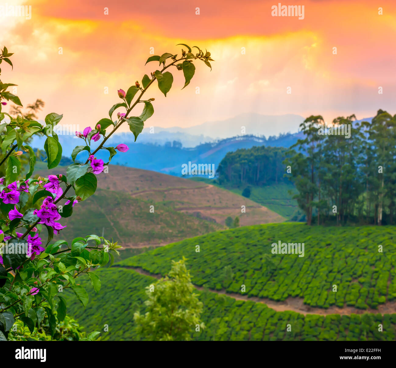 Beau paysage de carte de plantations de thé dans une brume avant l'aube en Inde, Kerala, Munnar Banque D'Images