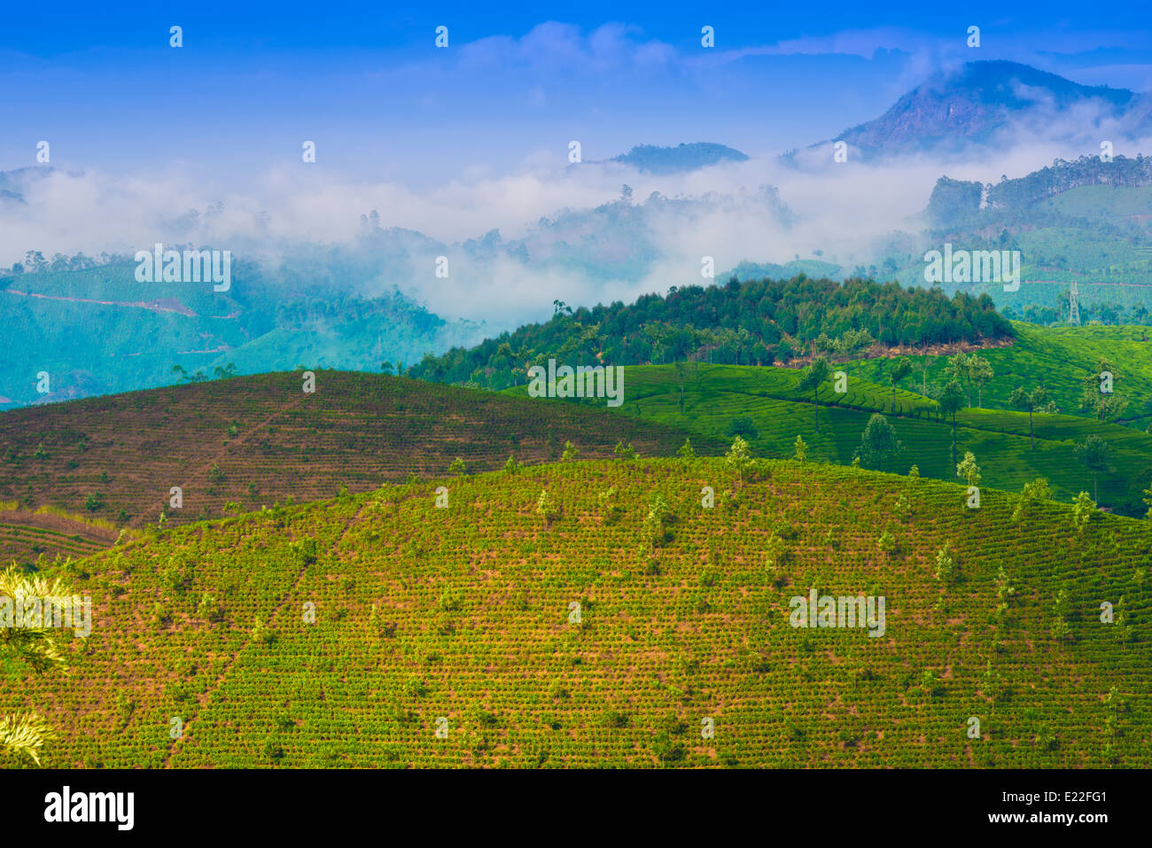 La plantation de thé de jeunes pousses de thé Banque D'Images