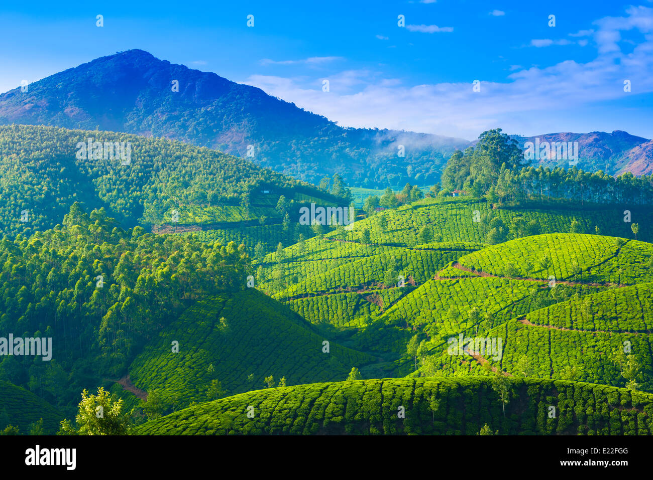 Beau paysage de la plantations de thé en Inde, Kerala, Munnar Banque D'Images