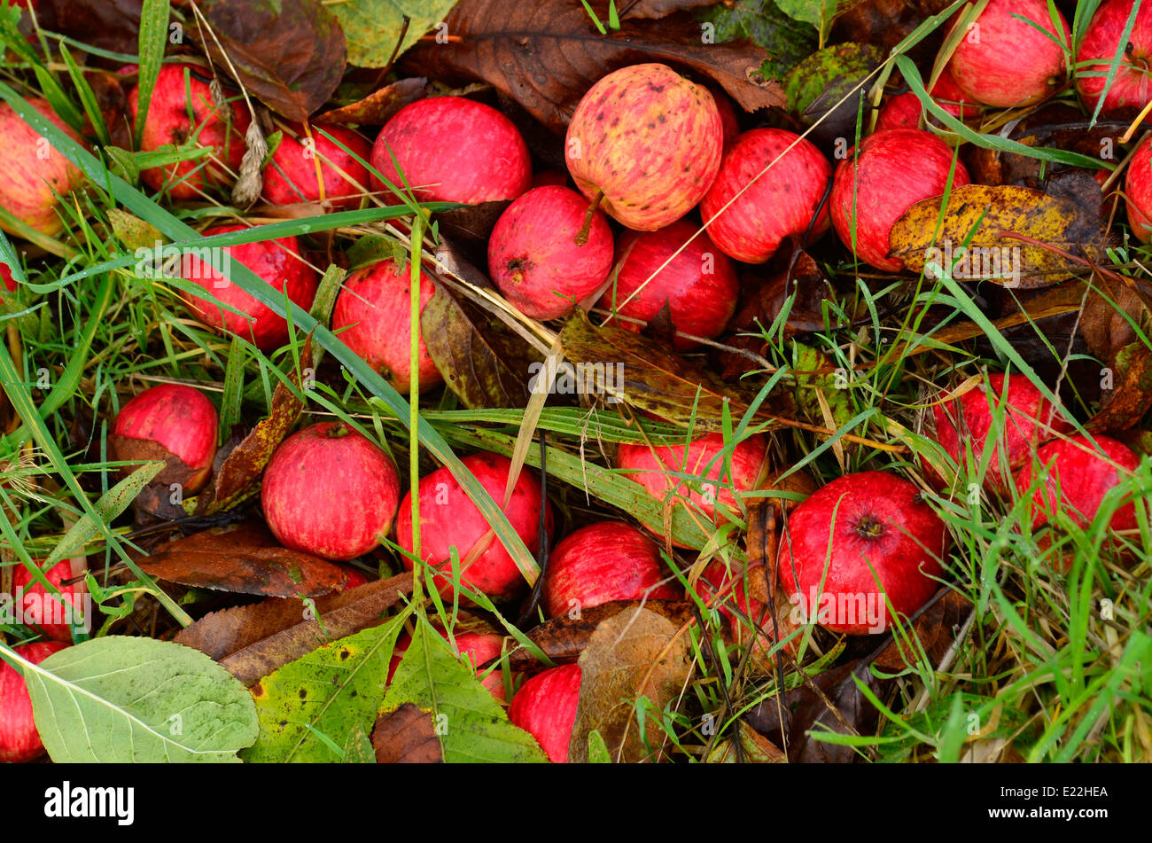 Les pommes tombées de l'automne sur l'herbe Banque D'Images