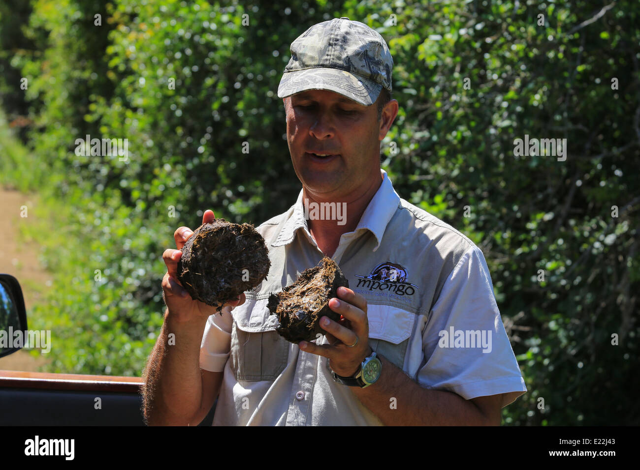 Un guide explique tout au sujet de bouse d'éléphant au Mpongo Private Game Reserve, à 25 km au nord-ouest de l'East London, Afrique du Sud. Banque D'Images