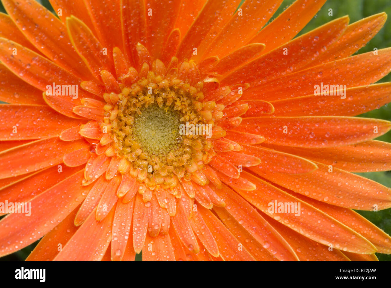 Un beau gros plan de fleurs gerbera orange Banque D'Images