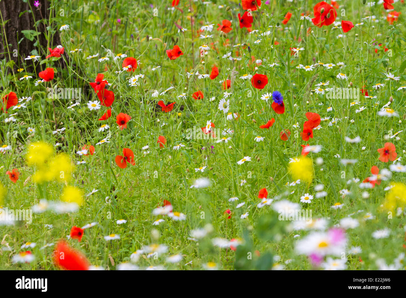 Pré de fleurs sauvages de l'UK avec oxeye daisy et de pavot Banque D'Images