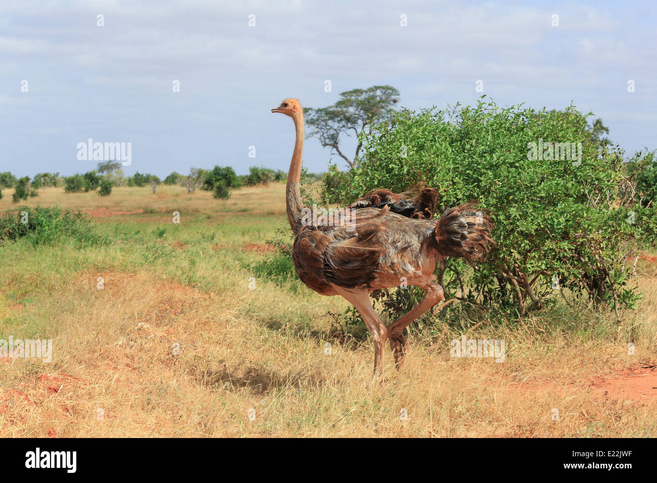 Balades d'autruche sur les champs à l'Est de Tsavo National Park, au nord-ouest de Mombasa, Kenya, Afrique. Banque D'Images