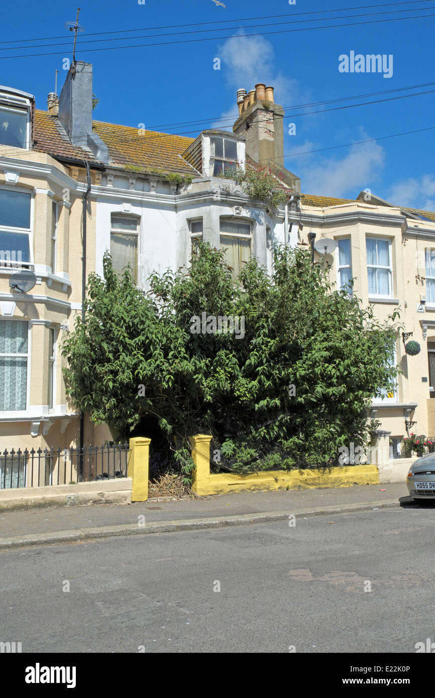 Maison abandonnée avec un arbre couvrant toute la face d'une terrasse chambre à Hastings, Royaume-Uni Banque D'Images