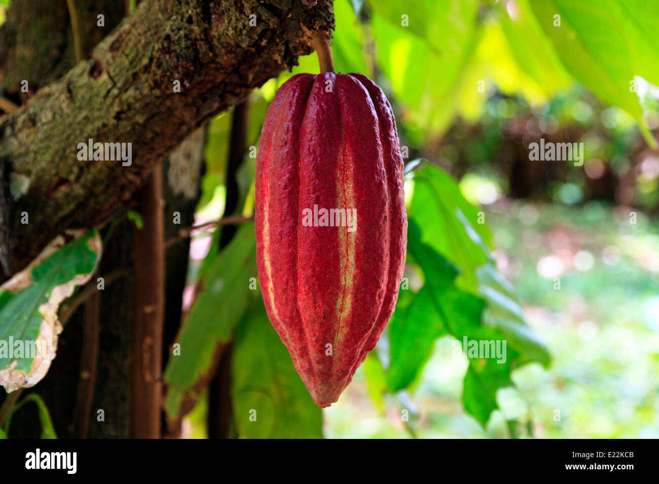 Gousse de l'arbre du cacao, poussant dans une zone de culture de la Grenade, dans les Antilles Banque D'Images