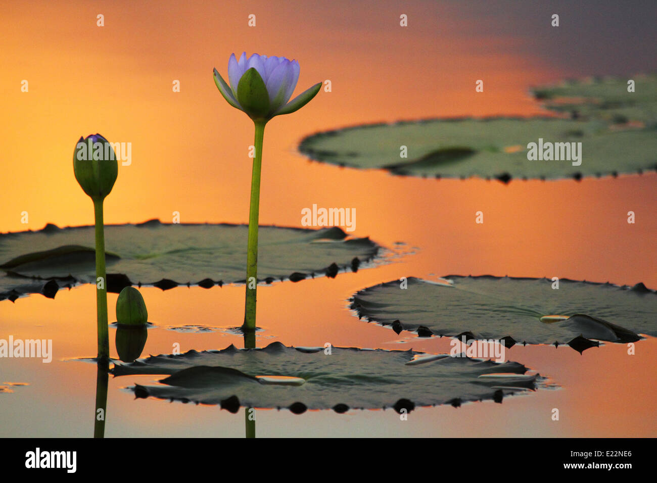 Baigné dans la lumière orange du soir, une paire de fleurs de lis d'eau reflètent sur l'eau tranquille. Banque D'Images