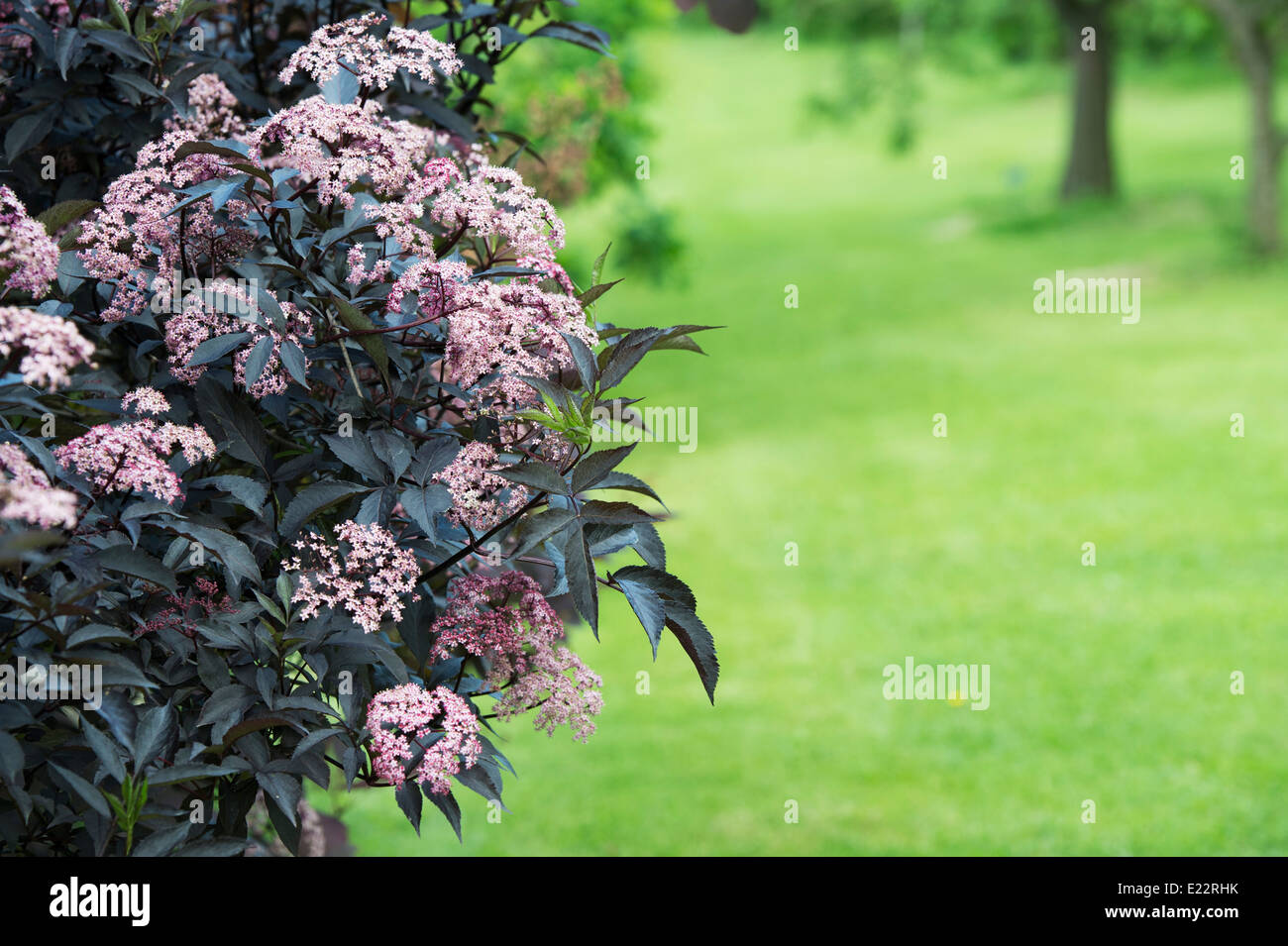 Sambucus nigra f. porphyrophylla Eva . Aîné noir en fleur dans un jardin anglais. UK Banque D'Images