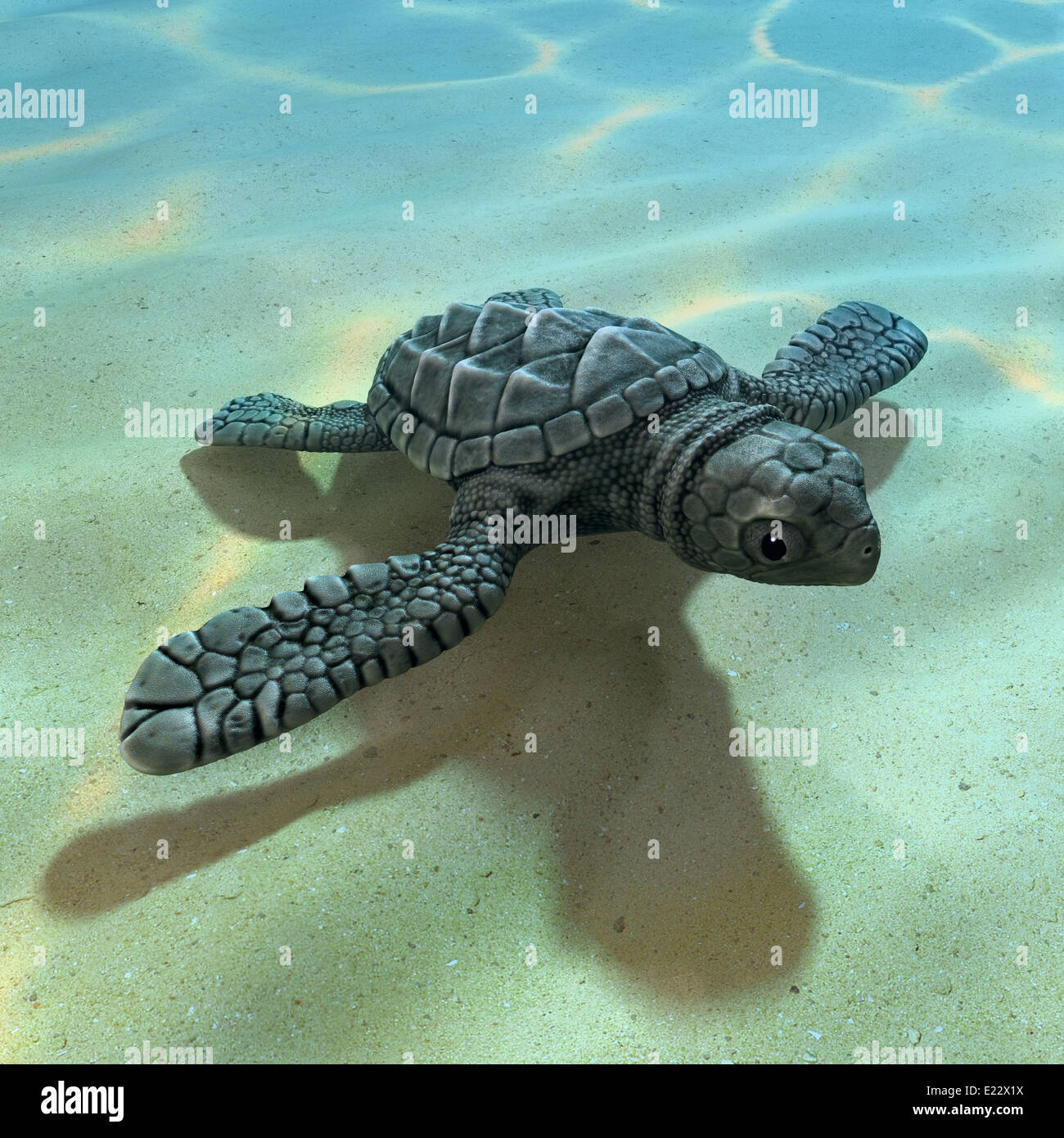 Bebe 3d Tortue De Mer Sous L Eau De Mer Claire Photo Stock Alamy