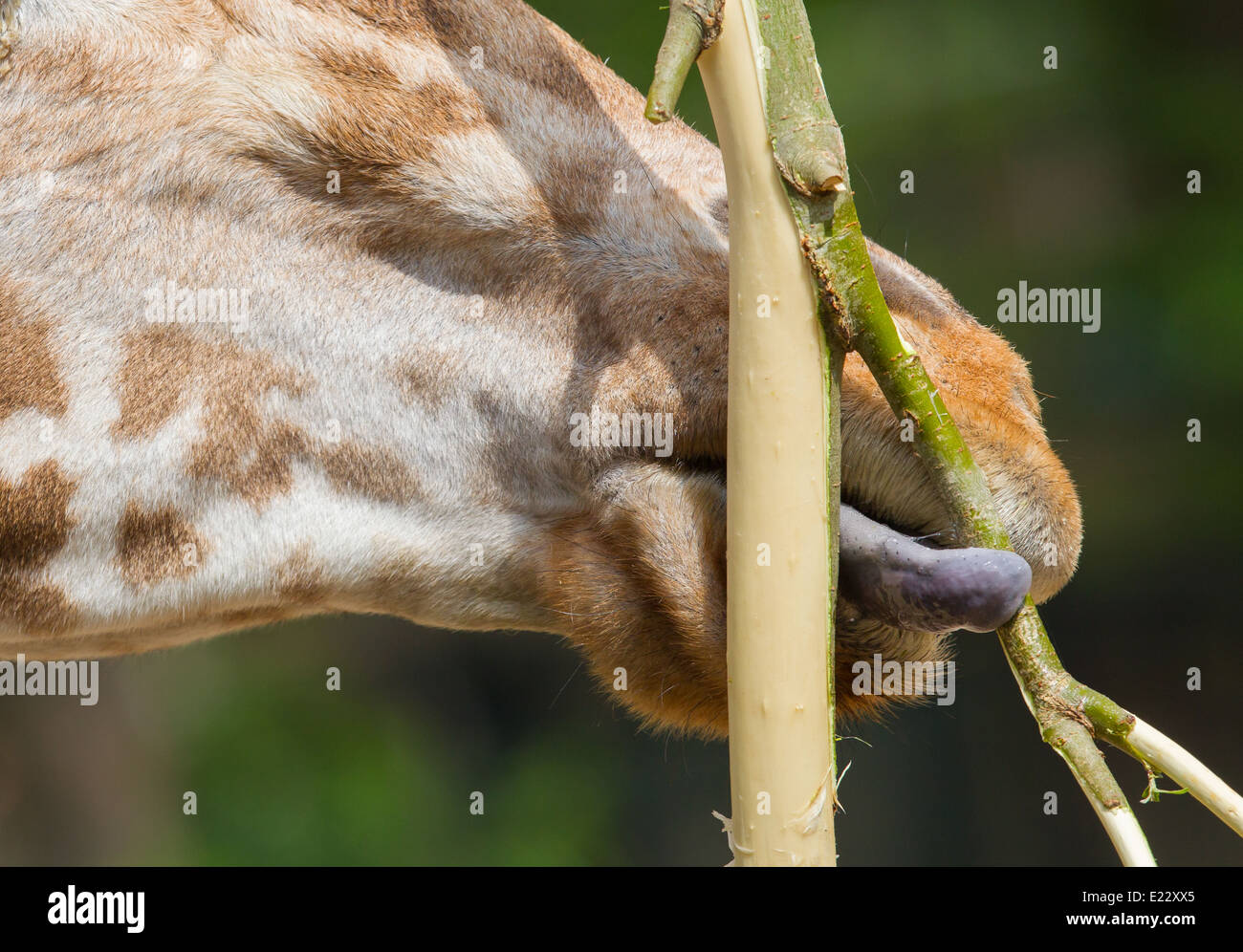 Gros plan d'une girafe adulte manger Banque D'Images