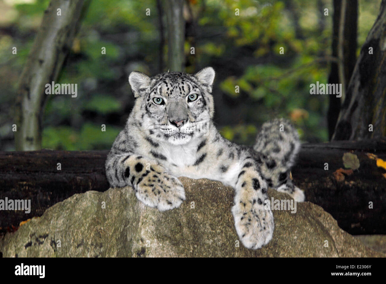 Irbis ou léopard des neiges (Uncia uncia) fermer jusqu'au printemps de l'habitat de montagne Banque D'Images