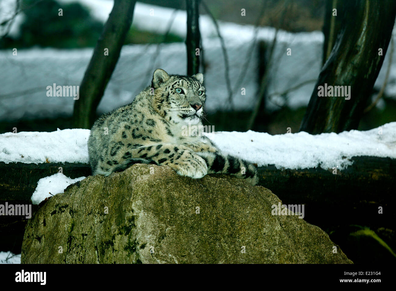 Léopard des neiges (Uncia uncia) dans un habitat neigeux Banque D'Images