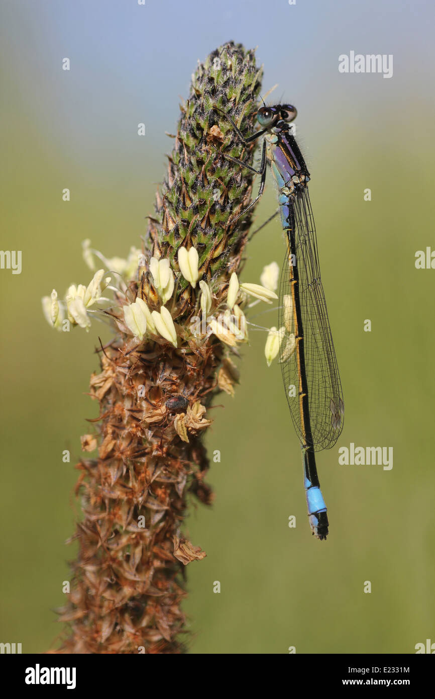 Le cerf bleu Libellule Ischnura elegans forme immature violacea Banque D'Images