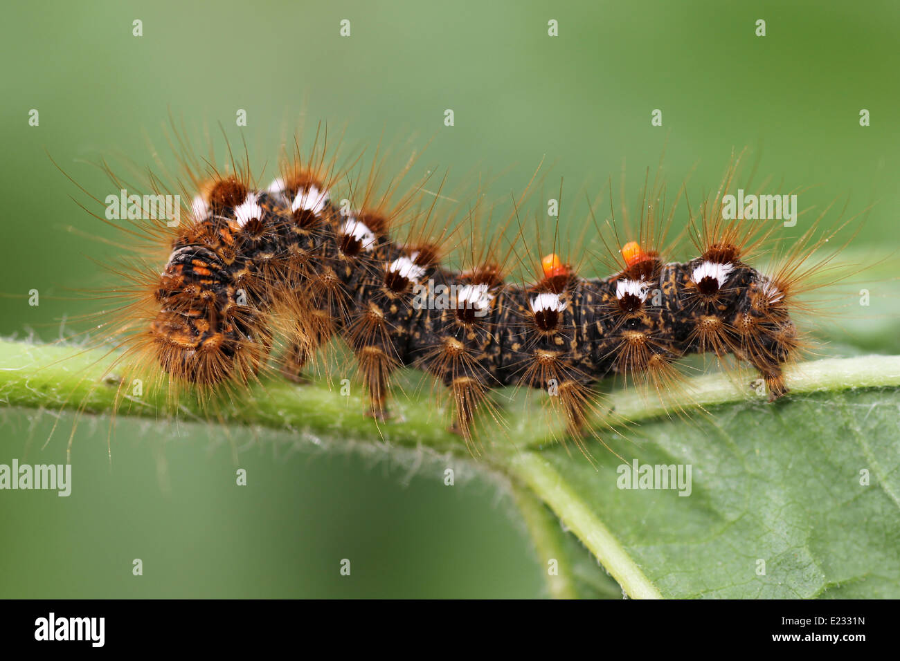 Brown-queue Espèce d'Euproctis chrysorrhoea Caterpillar Banque D'Images