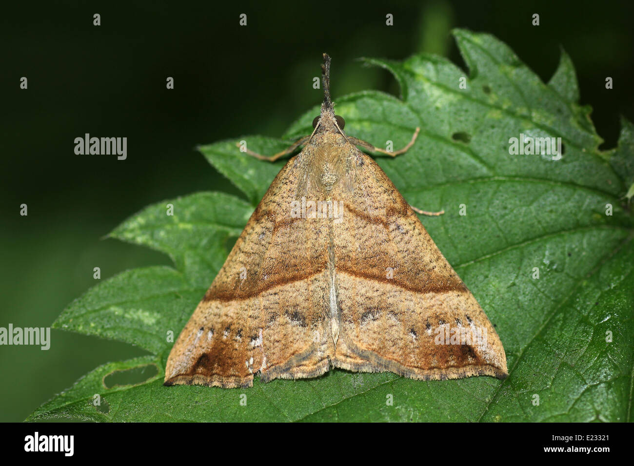 Le museau Hypena proboscidalis Banque D'Images