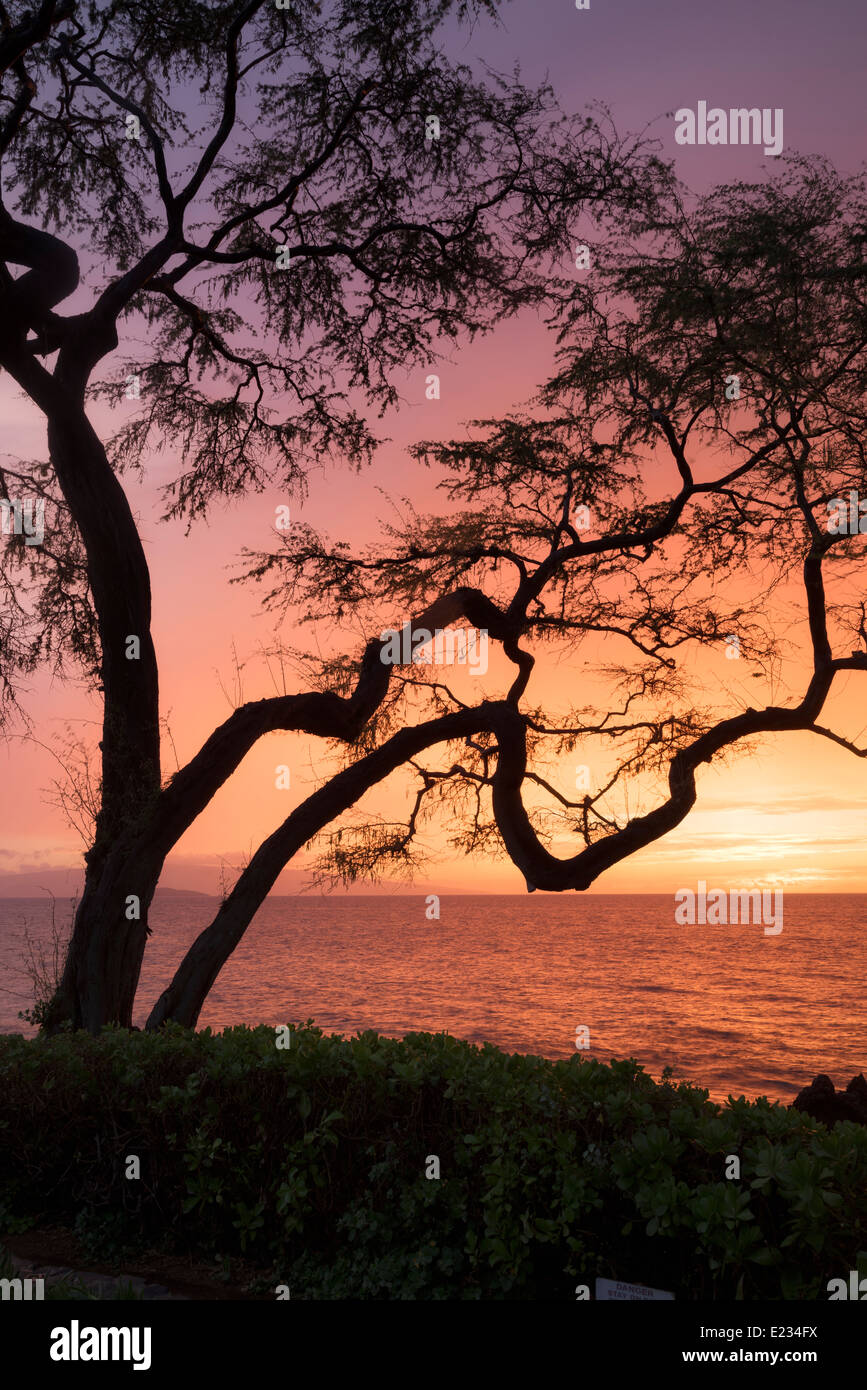 Arbre avec branches et le coucher du soleil. Maui, Hawaii. Banque D'Images
