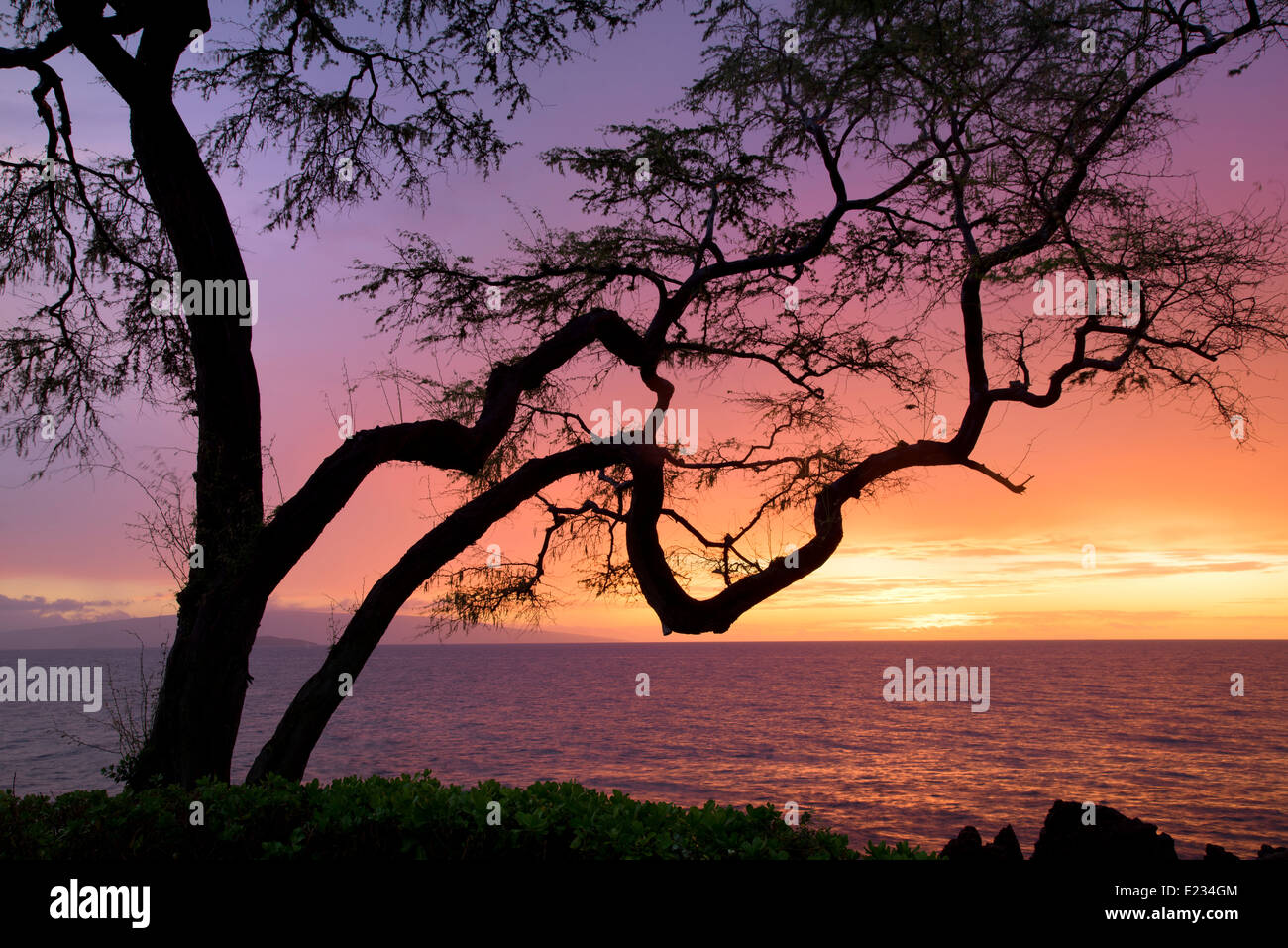 Arbre avec branches et le coucher du soleil. Maui, Hawaii. Banque D'Images