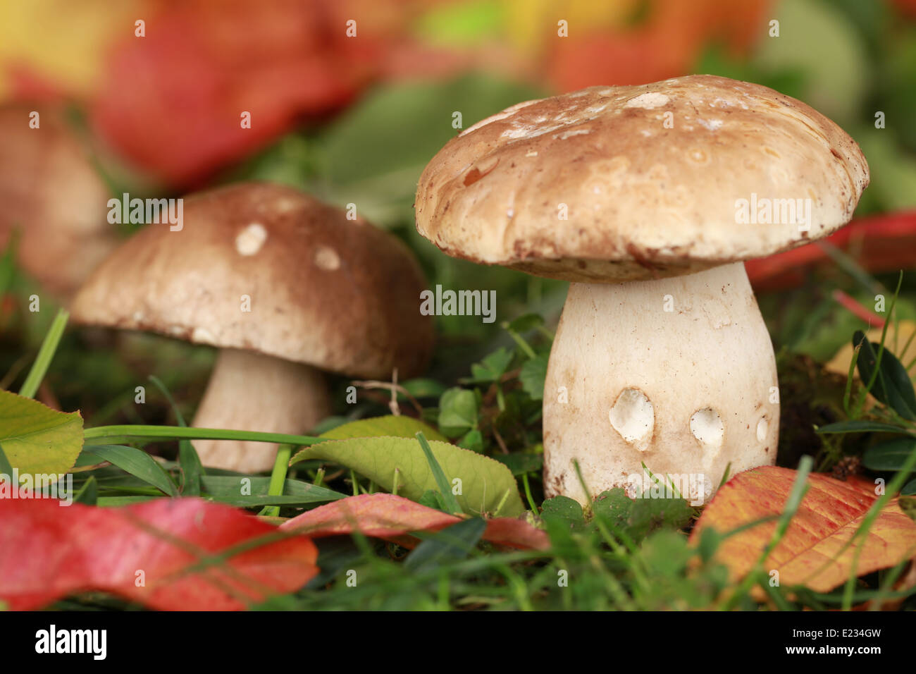 Deux cèpes dans une forêt en automne Banque D'Images