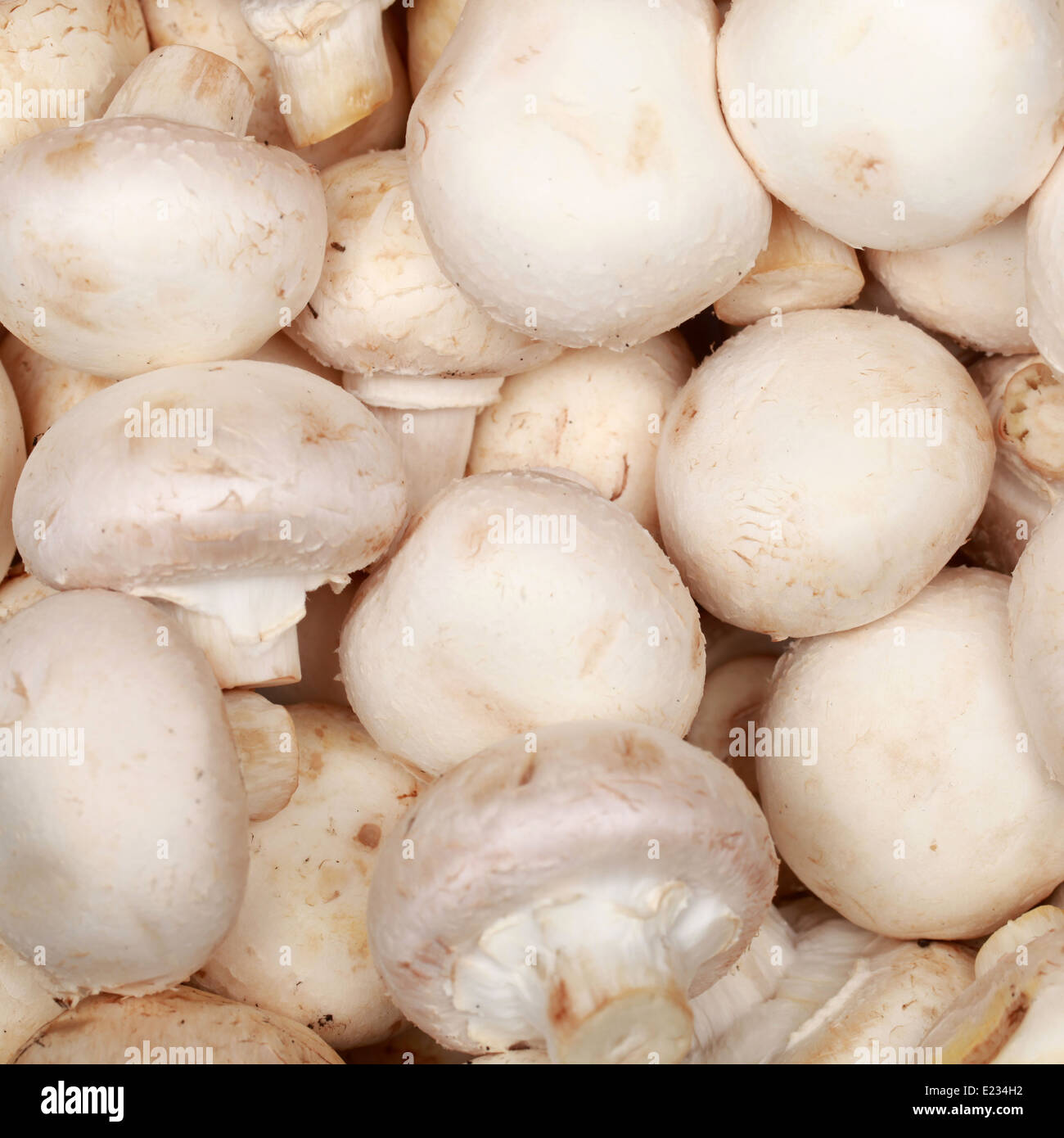 Collection de champignons frais formant un arrière-plan Banque D'Images