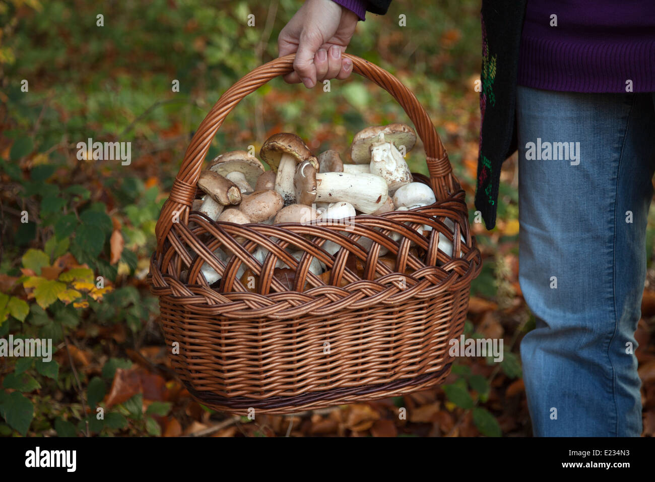 Une femme tient un panier plein de champignons comestibles Banque D'Images